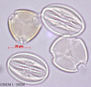 ISEM 1/Scrophularia_peregrina_27896/Scrophularia_peregrina_27896_0001(copy)_thumb.jpg